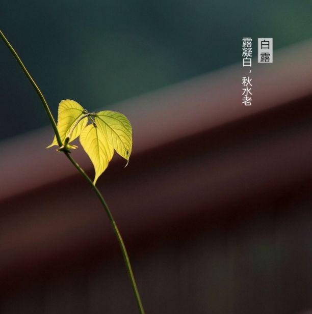 白露该道一声天凉好个秋了