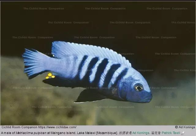 pulpican maingano island隆巴多斑马/斑马雀(mbj)metriaclima