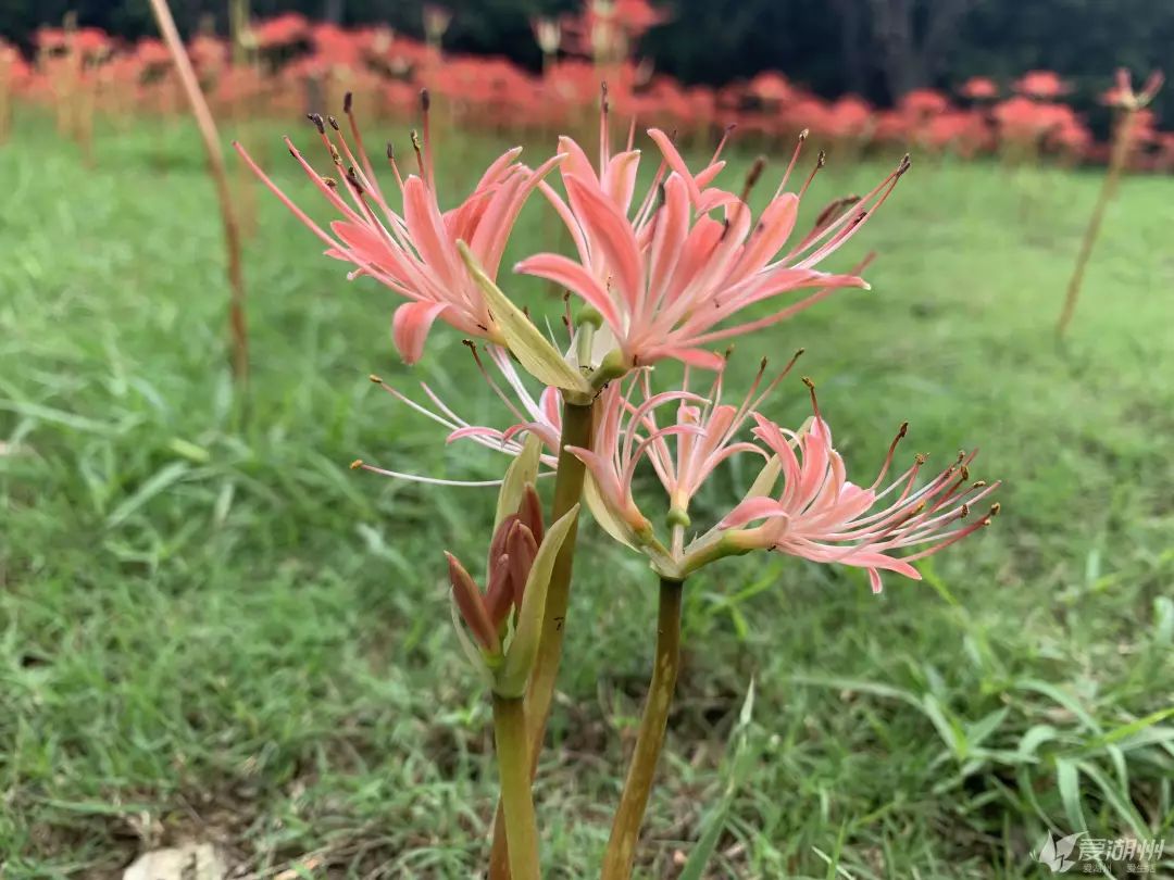 需要格外注意,彼岸花的根莖是有毒的,而且毒性比較強,球根部含有石蒜