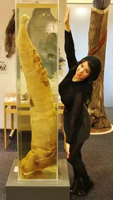 最小的"丁丁"来自一种老鼠,只有 2 毫米.