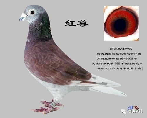 羽色以红绛为多,有的绛鸽银头红身,很是漂亮,厚眼皮,大鼻瘤.