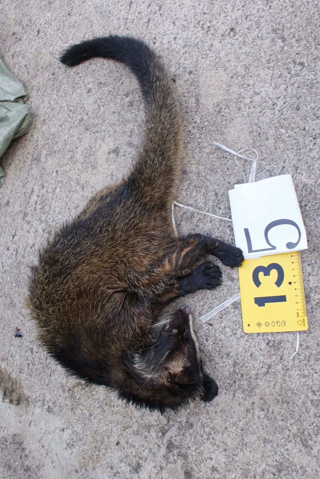 "野猪","果子狸"都有一只脚被铁夹夹伤,甚至脚踝处骨头被完全夹断