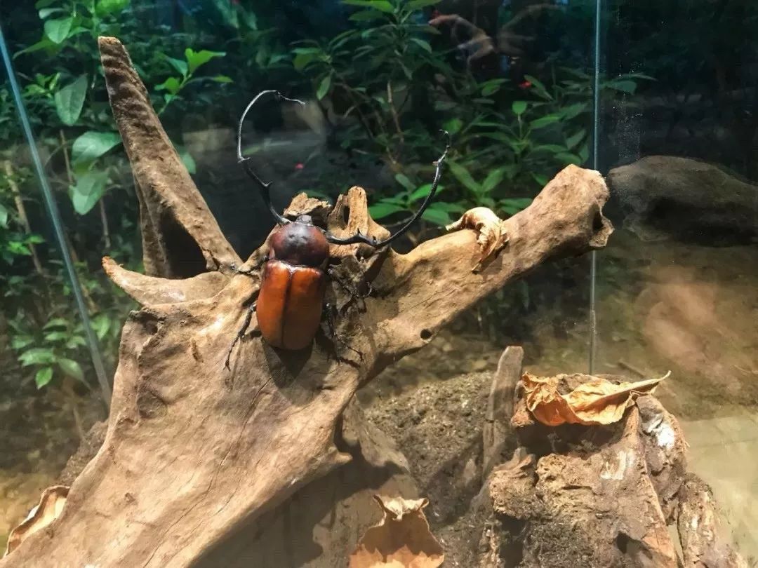 热搜博物馆第18站听秋虫在歌唱自然年轮里的昆虫世界