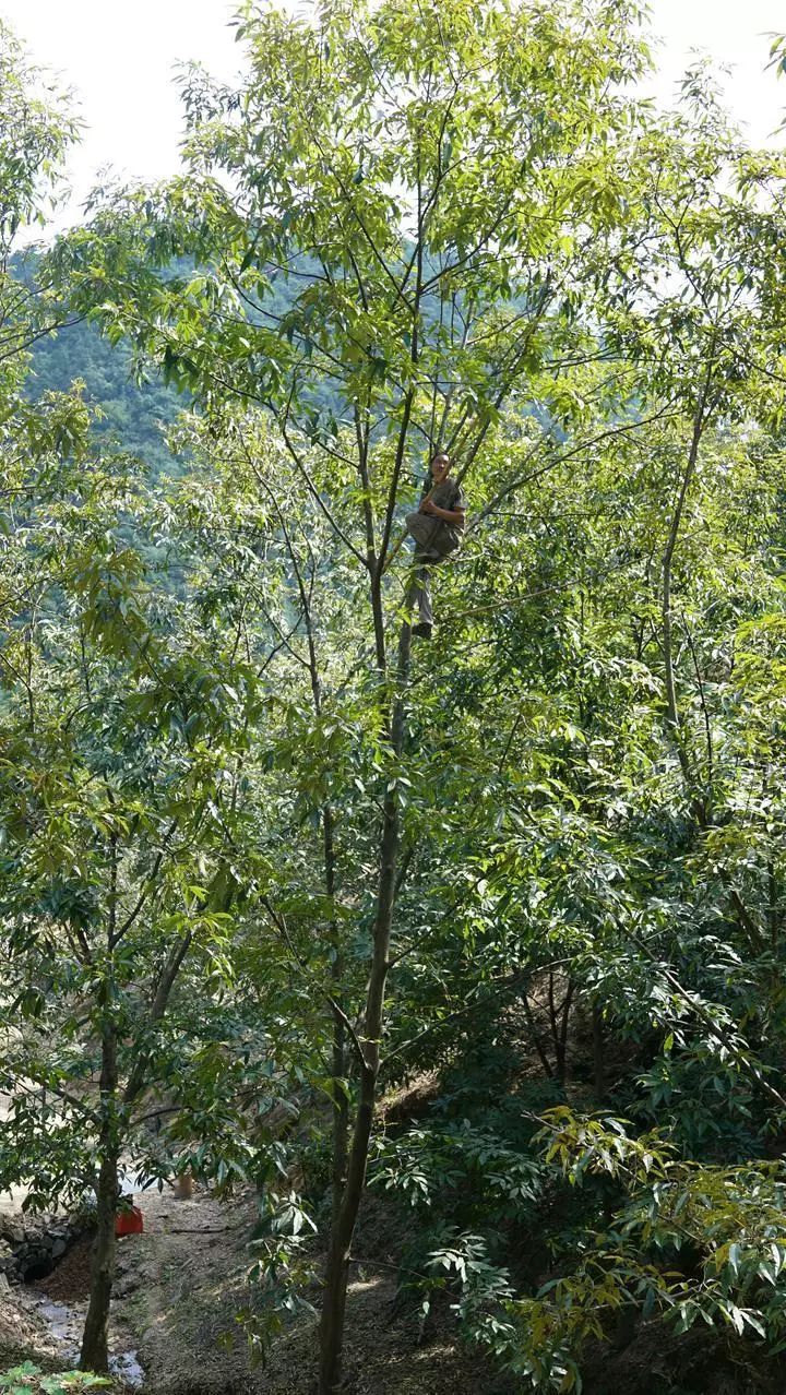 白露开杆临安山核桃开打了
