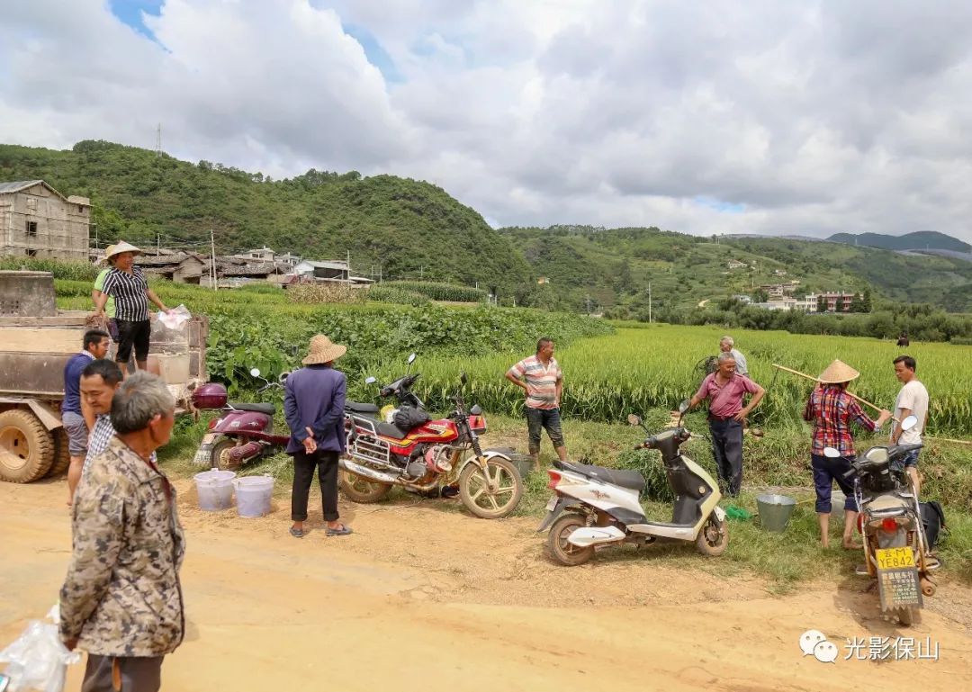 又是一年稻花香里说丰年-2019保山补麻村稻花鱼收获侧记_西邑乡