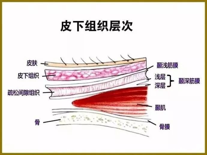 皮肤筋膜层次在哪一层图片