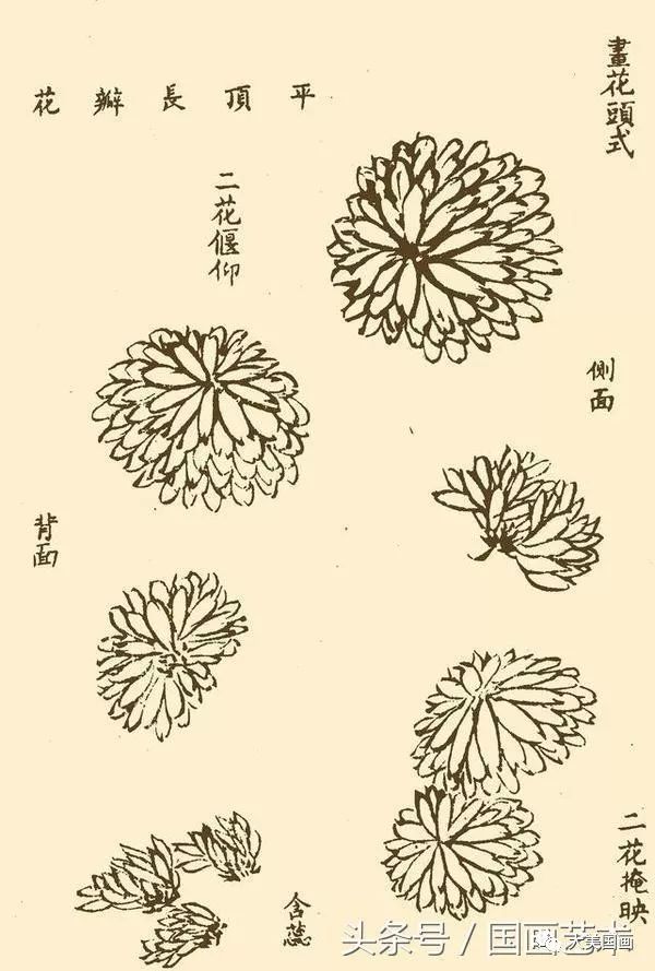 国画教程菊花的基本绘画技法