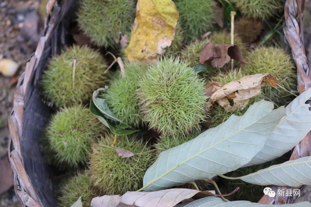 老家新县的板栗熟了——走!小编带你上山打板栗去