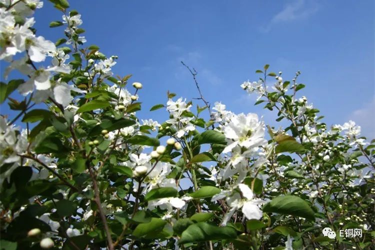 龙柏芽茯茶图片