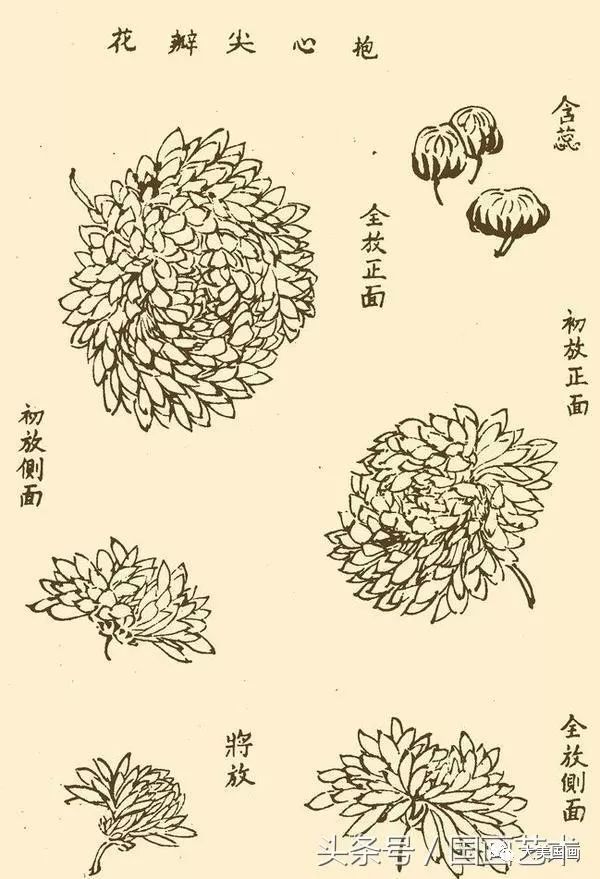国画教程菊花的基本绘画技法