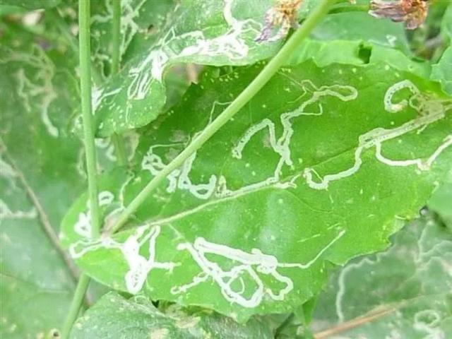 每年的八九月份,有一个虫害都会发生的比较严重,那就是潜叶蝇危害.