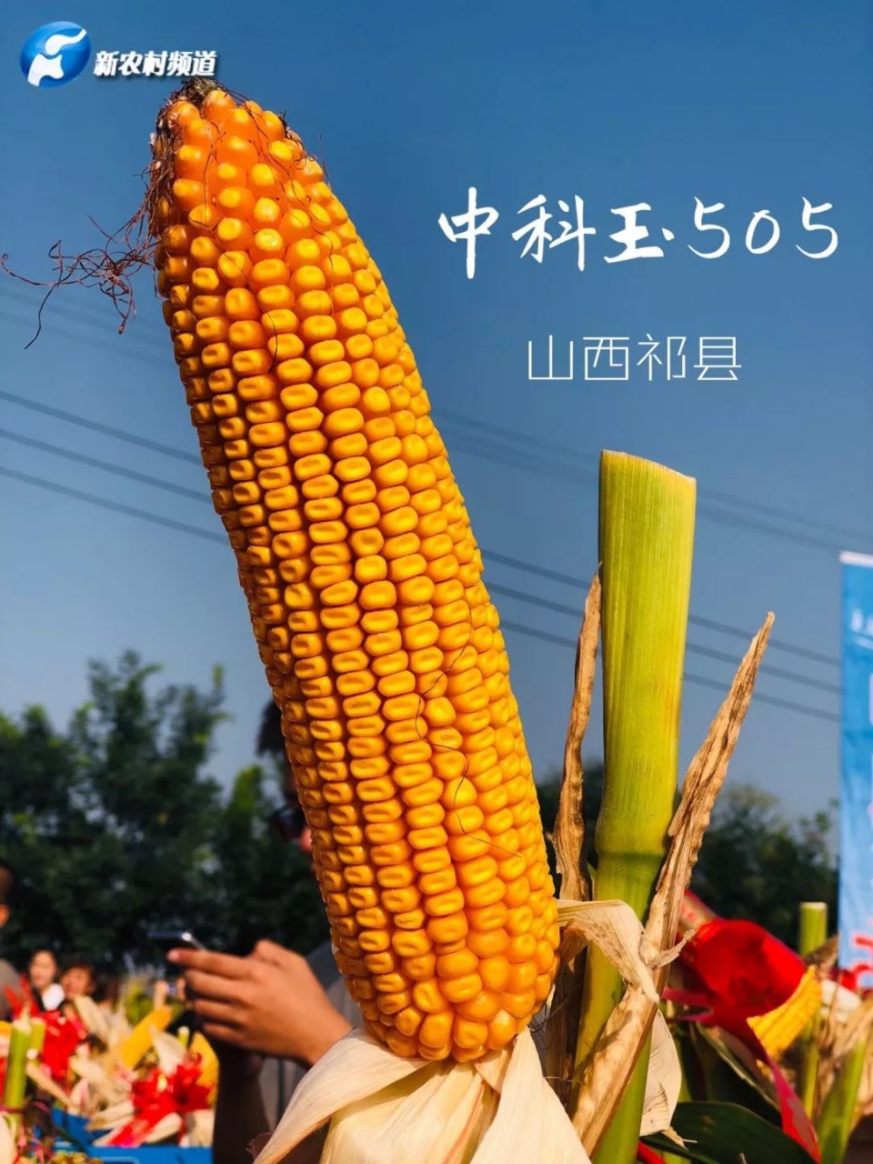 玉米品种中科玉505图片