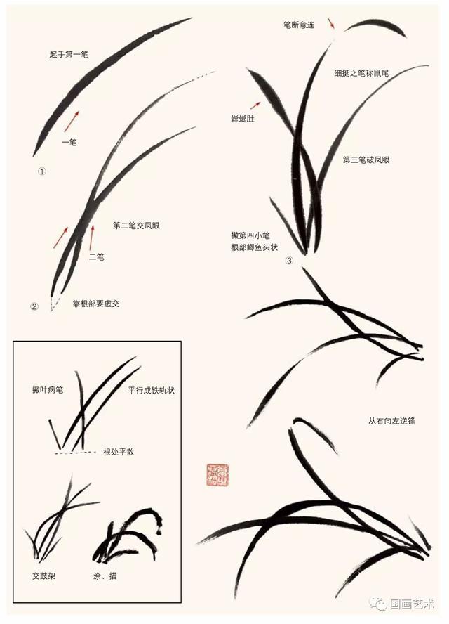 兰花黄叶图解图片