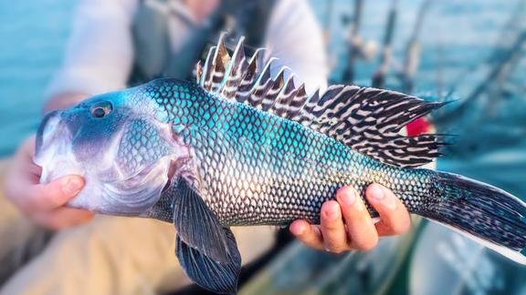 乘单人皮艇近海路亚钓黑海鲈条纹鲈鱼