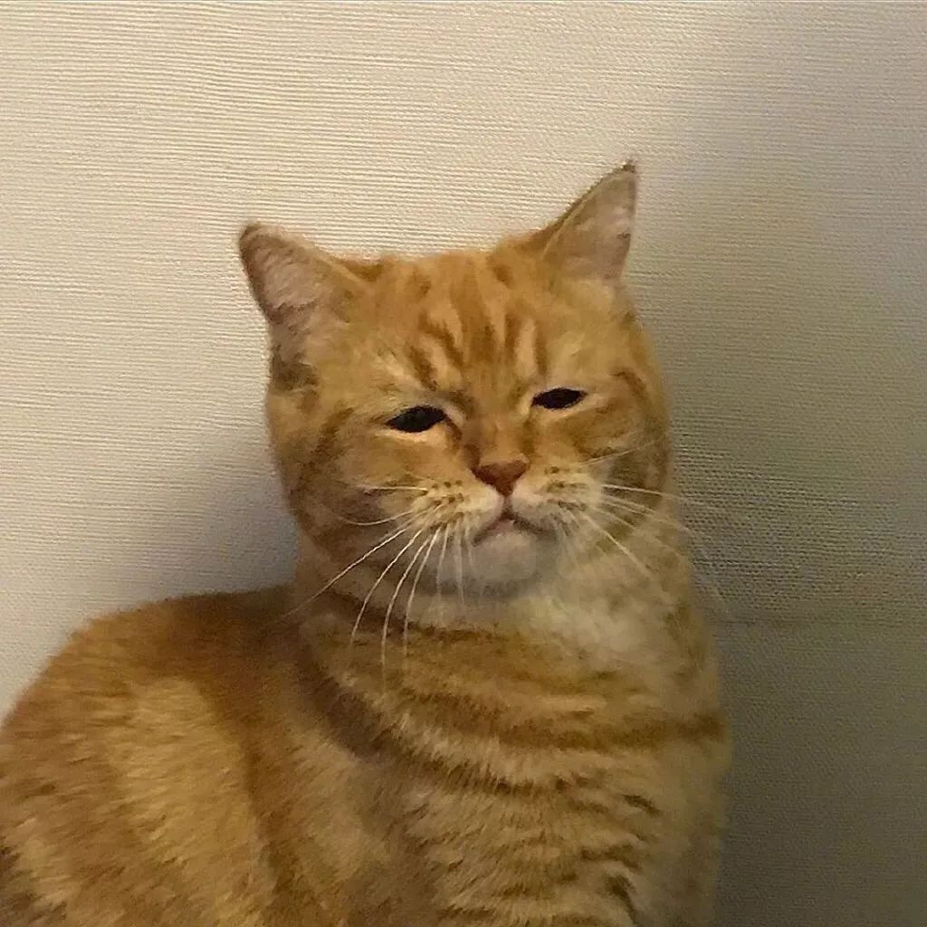 满脸写着高兴今天又是强行营业的一天▼每天都不太开心的亚子天生长着