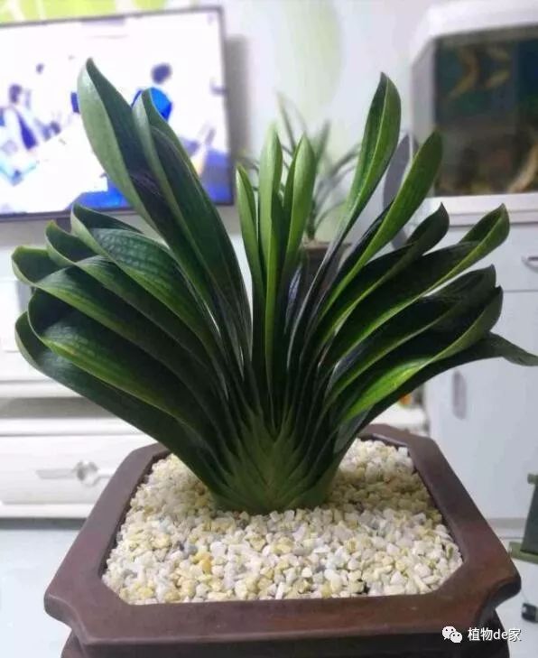 养君子兰就用4种药只需埋在花盆中花剑冒不停叶绿花还旺