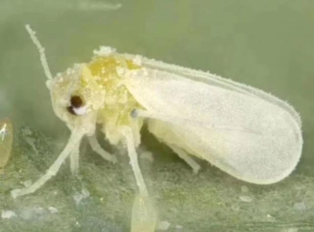 灵璧漫天飞舞的小白虫子是什么?别害怕 其本身不传播疾病