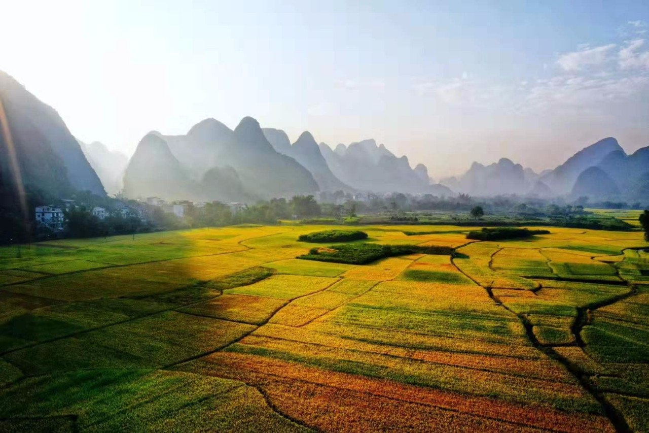 美不胜收阳朔惊现网红稻谷田今天你打卡了吗