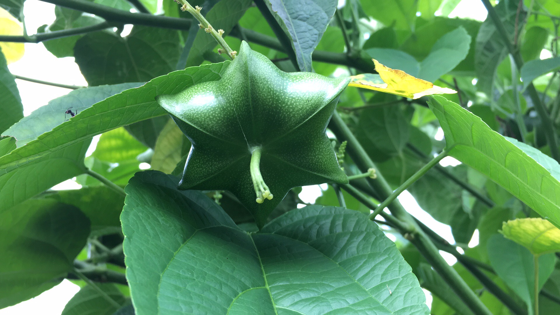 藤蔓上的星星果_藤果