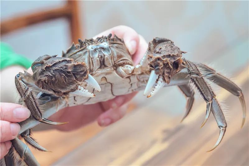 大闸蟹礼盒免费送跨越400公里来到玉环只只爆黄爆膏这次绝对不容错过