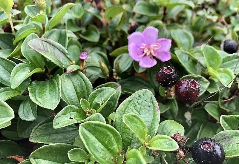 台州这种野果的名字,很多人不会写!但美味无比.