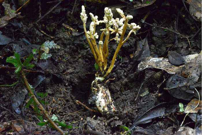 金蝉花是怎样种植的?带你体验种植的乐趣!