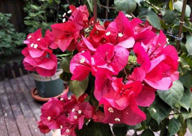 养盆栽三角梅这1点不能少才能花满枝连续不断的开花