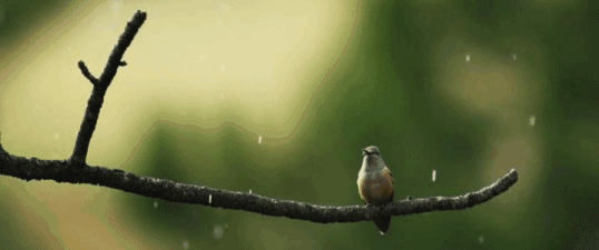 感觉越来越有秋意 昨天是白露节气的第一天 一场雨让夏的样子消失得