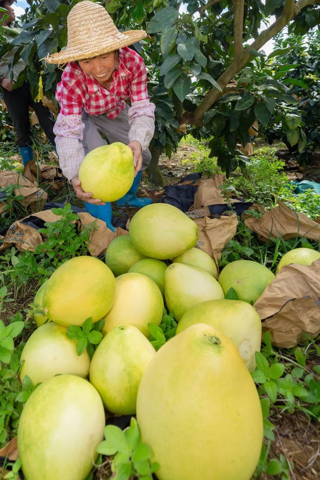 大埔蜜柚实现省内快递1天达