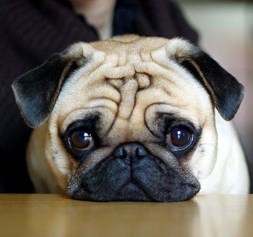 由于这些原因,哈巴犬更容易出现气管道相关