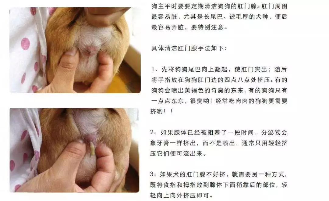 看完这篇科普我突然菊花一紧华元宠阅会