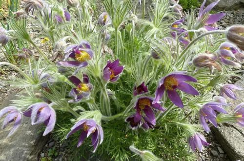 一日一味药一日一芳香水上森林中草药资源之白头翁