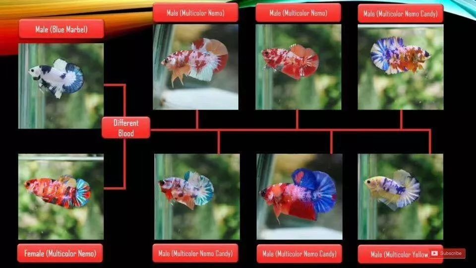 一个非资深斗鱼玩家的自白三明治