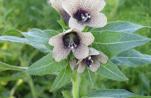 天仙子你见过吗治癫狂风痫蛀牙痛