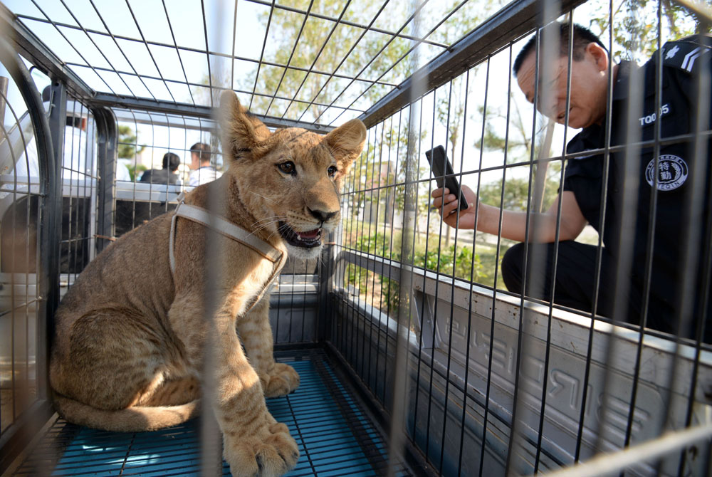 原创邯郸动物园首只狮宝宝有名字了土豪狮宝宝每天能吃4斤牛肉
