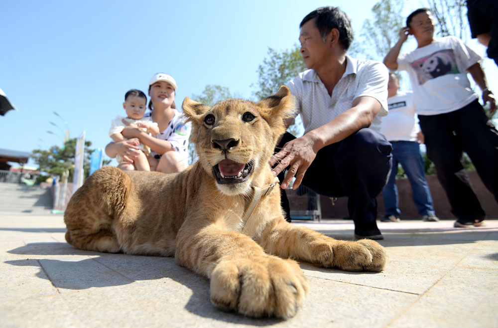 原创邯郸动物园首只狮宝宝有名字了土豪狮宝宝每天能吃4斤牛肉