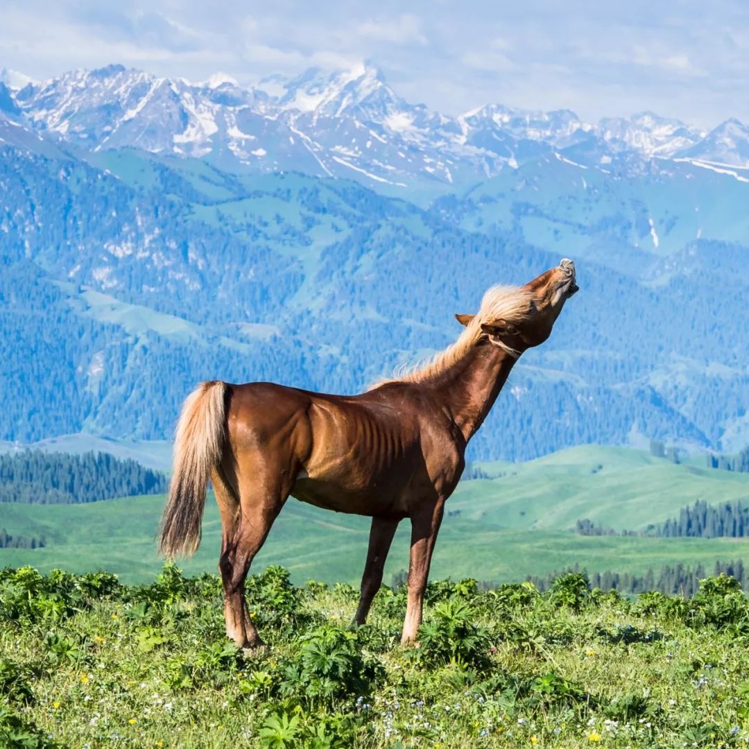 近年他组织策划了国内众多的极具影响力的马摄影创作交流活动,接受了