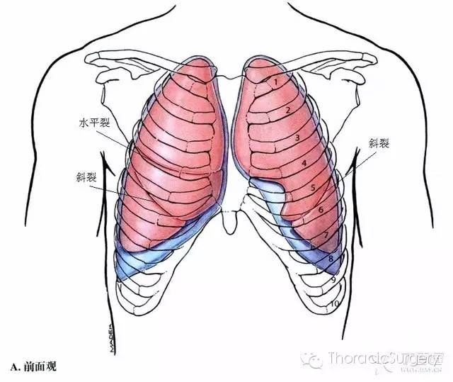 胸腔的范围位置图图片