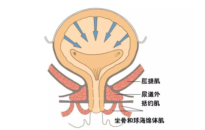 都可以通过一个简单的动作来缓解症状,就是锻炼括约肌
