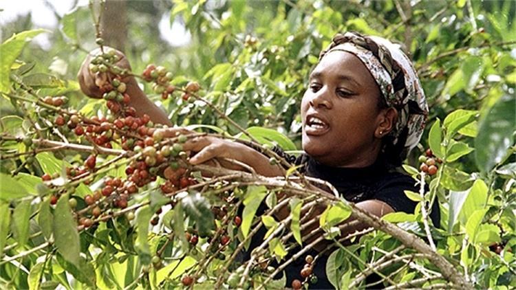 咖啡产区分享非洲之心肯尼亚