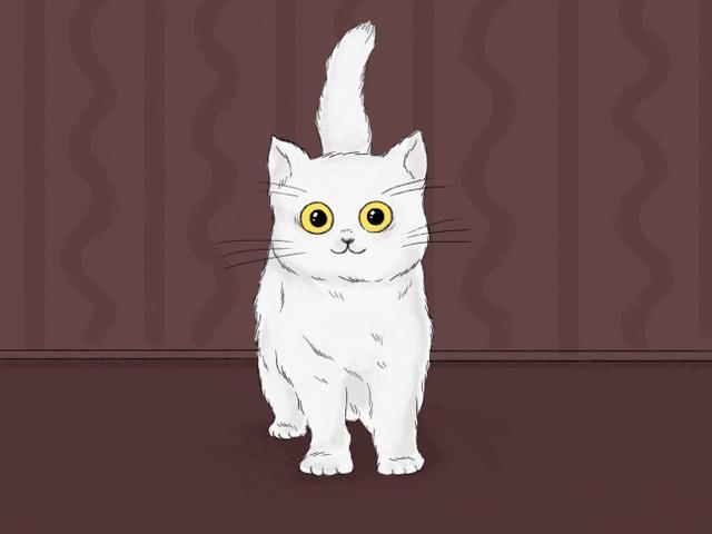 如果你家猫有以下几种行为恭喜你它爱上你了