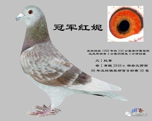 羽色以红绛为多,有的绛鸽银头红身,很是漂亮,厚眼皮,大鼻瘤.