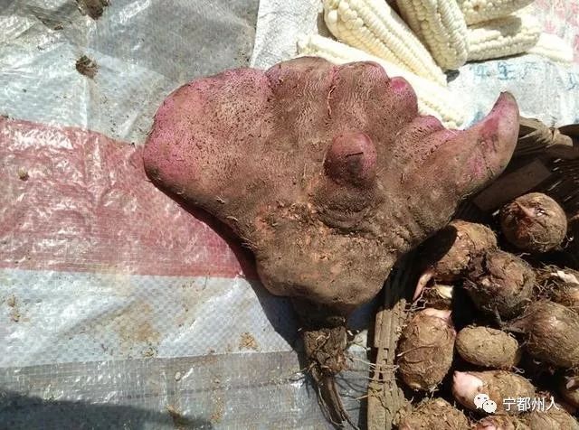 宁都薯包鱼外黄里嫩酥酥香香