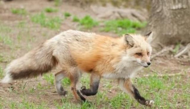 培育出体形较小,耳朵下垂,会摇尾巴,喜欢与人亲近的狐狸品种