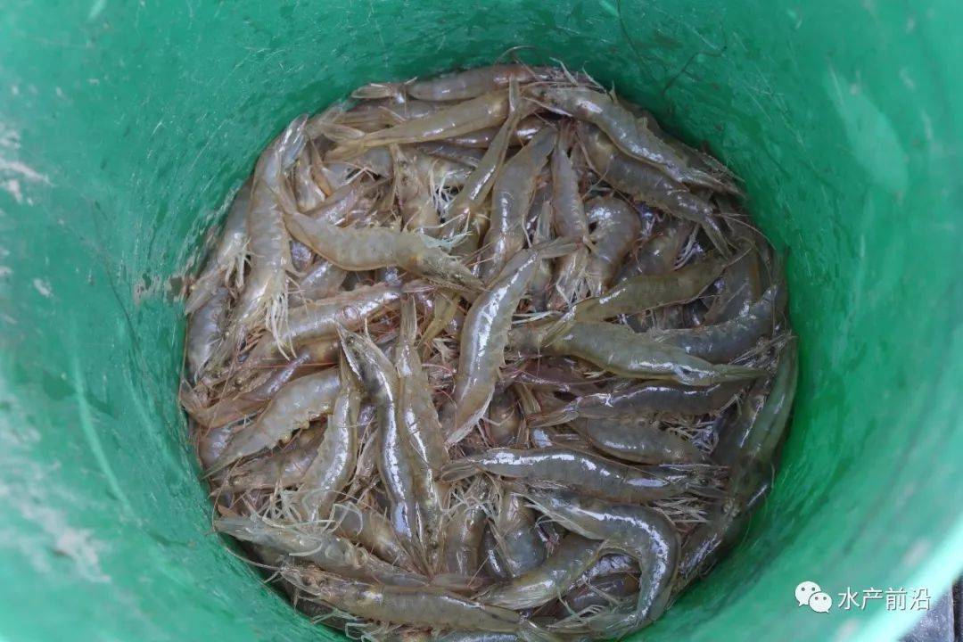 养虾新大陆这里遍地白银塘租200元亩马上会被人疯抢