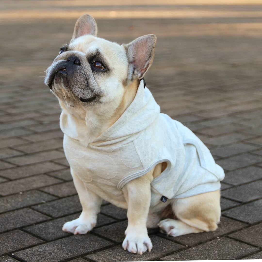 表情顯得警惕,好奇而感興趣 法國鬥牛犬(french bulldog)是一種活潑