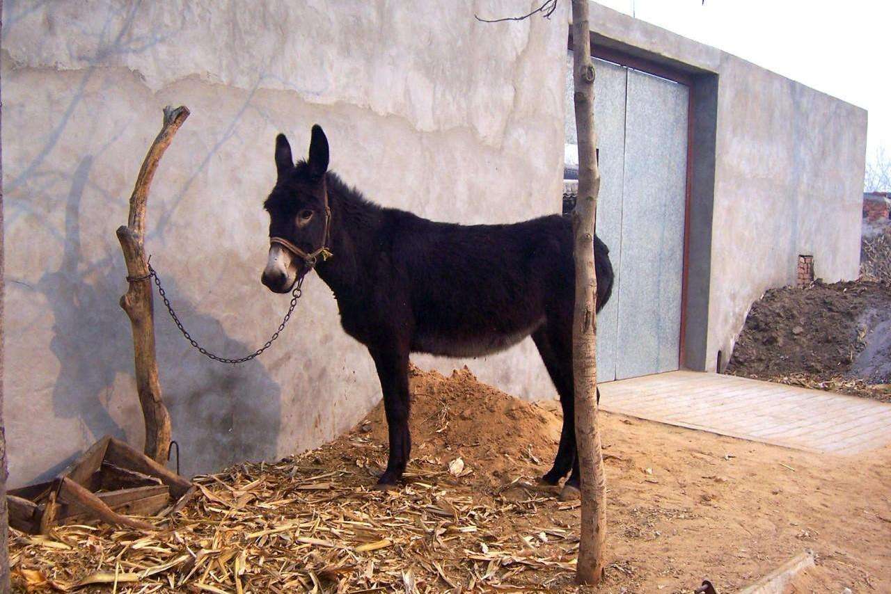 一张驴皮能卖千把元一头驴也能卖上万元那为啥农民不养驴呢