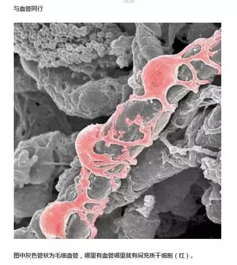 科普小课堂间充质干细胞看完这篇你就全懂了