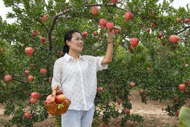 组织一次石榴人像拍摄活动,用镜头记录石榴熟了醉美画卷