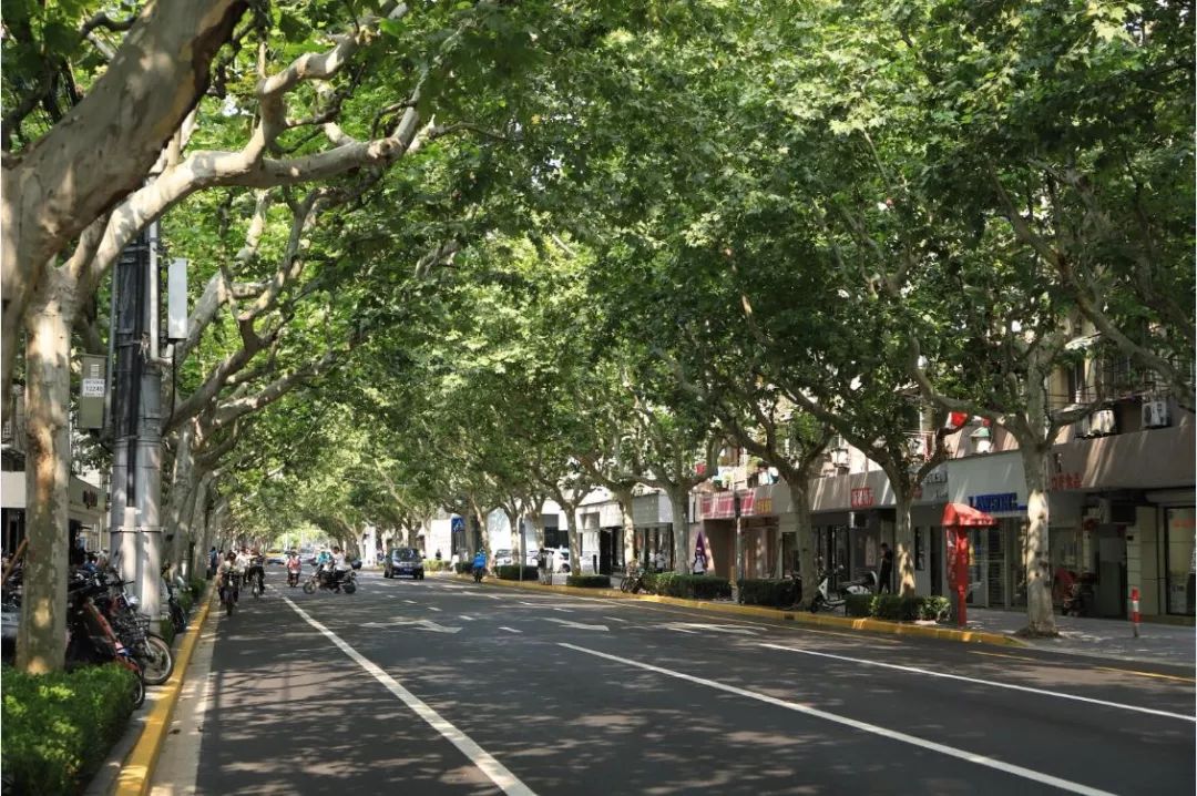 权威发布沪上2019年林荫道拟公示名单出炉这些林荫道你都走过吗
